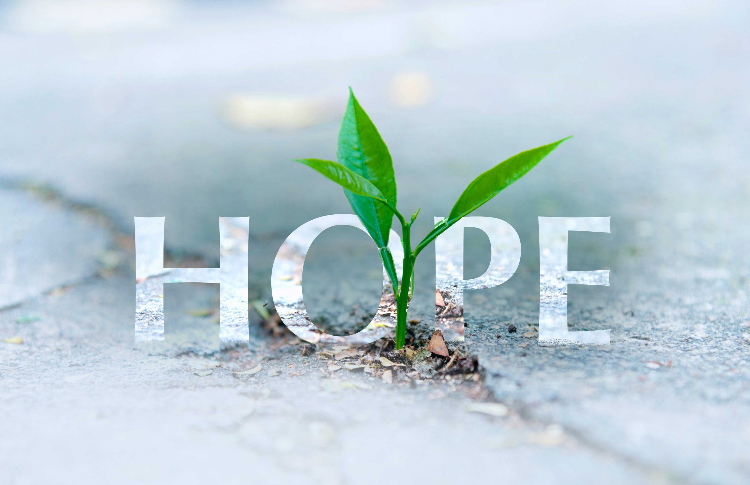 Hope: The 3 Things needed to Grow and Thrive