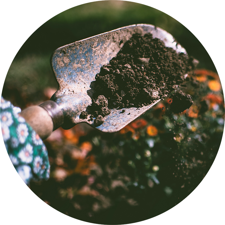 Soil That Plants Need to Grow